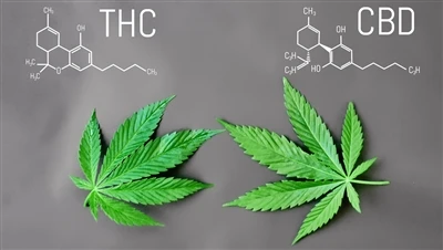 מה ההבדל בין THC עם CBD