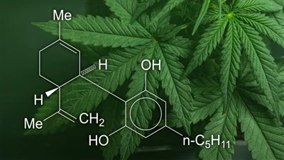 CBD, מריחואנה וקנבוס: מה ההבדל בין מוצרי הקנאביס הללו, ואילו חוקיים?