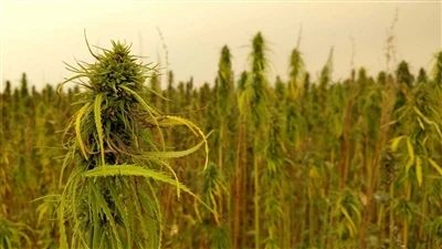 חדשות טובות על CBD: חברות קנאביס קנדיות נסוגות משוק קנבוס CBD בארה
