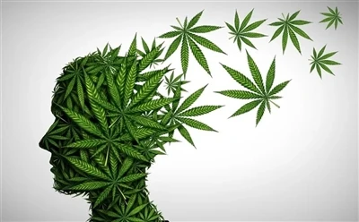 כיצד להשתמש בשמן CBD ליתרונות אופטימליים: מדריך מלא?