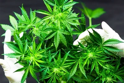 מדוע CBD מייצר את השפתיים הטבעיות הטובות ביותר?